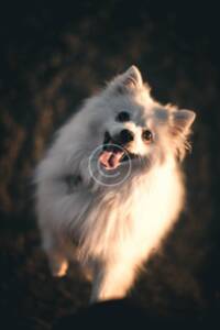 El pelo de tu perro es su protección, no lo cortes, cuídalo