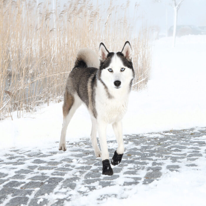 Botas_Protectoras_Walker_Active