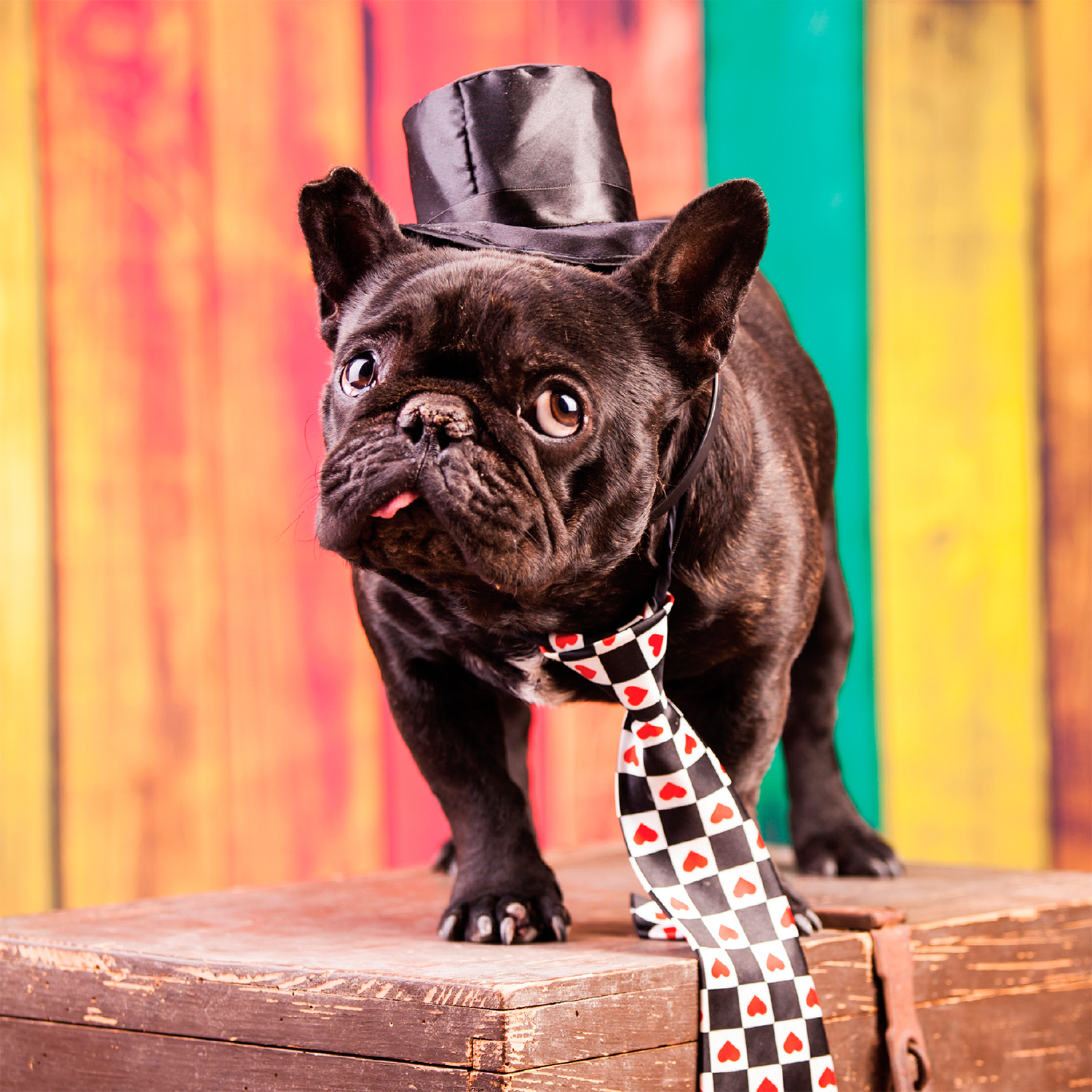 Tarjeta Bulldog Francés con Corbata