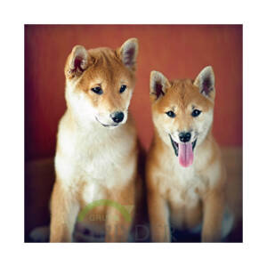 Tarjeta de felicitación con dos Shiba Inu sobre fondo rojizo