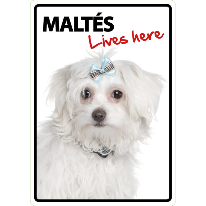 Señal decorativa A5 con la frase "Maltés Lives Here" sobre fondo blanco, ideal para hogares pet lover